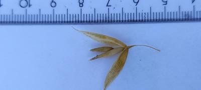 Click for 2 image(s) for this accession. Spikelet